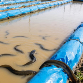 泥鳅养殖用土工膜有哪些优势？该怎么选？