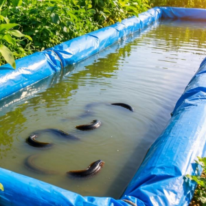 水蛭养殖选土工膜有啥讲究 怎么选才更省心？