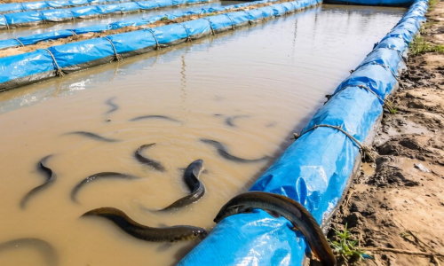 泥鳅养殖用土工膜有哪些优势?该怎么选?